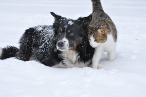 Dieren in de Winter