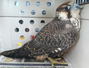 Volg de Ambu: De Slechtvalk